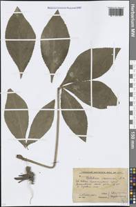 Helleborus orientalis subsp. orientalis, Caucasus, Krasnodar Krai & Adygea (K1a) (Russia)