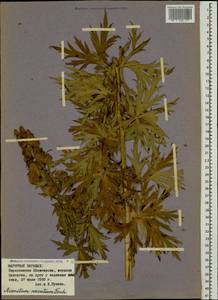 Aconitum variegatum subsp. nasutum (Fischer ex Rchb.) Götz, Caucasus, Azerbaijan (K6) (Azerbaijan)