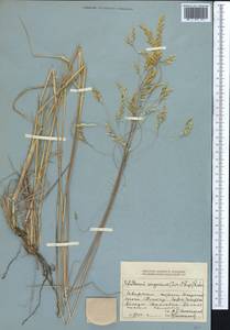 Piptatherum songaricum (Trin. & Rupr.) Roshev., Middle Asia, Dzungarian Alatau & Tarbagatai (M5) (Kazakhstan)