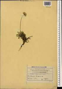 Scabiosa bipinnata K. Koch, Caucasus, Georgia (K4) (Georgia)