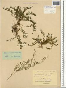 Thesium procumbens C. A. Mey., Caucasus, North Ossetia, Ingushetia & Chechnya (K1c) (Russia)
