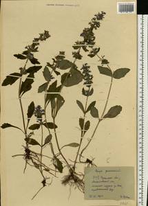 Ajuga genevensis L., Eastern Europe, South Ukrainian region (E12) (Ukraine)