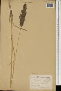Calamagrostis pseudophragmites (Haller f.) Koeler, Mongolia (MONG) (Mongolia)