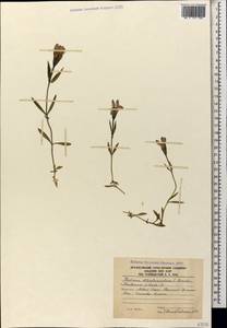 Gentianopsis ciliata subsp. blepharophora (Bordz.) W. Greuter, Caucasus, South Ossetia (K4b) (South Ossetia)