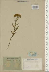 Achillea arabica Kotschy, Caucasus (no precise locality) (K0)