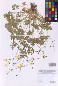 Ranunculus sardous Crantz, Eastern Europe, Moscow region (E4a) (Russia)