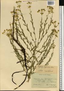 Euphorbia seguieriana Neck., Eastern Europe, South Ukrainian region (E12) (Ukraine)