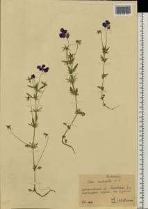 Viola declinata Waldst. & Kit., Eastern Europe, West Ukrainian region (E13) (Ukraine)