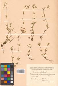 Cerastium holosteoides Fr., Siberia, Russian Far East (S6) (Russia)
