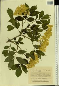 Sambucus nigra L., Eastern Europe, North Ukrainian region (E11) (Ukraine)