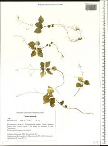 Circaea alpina L., Eastern Europe, Central forest region (E5) (Russia)