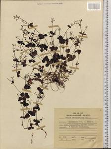 Galium kamtschaticum Steller ex Schult. & Schult.f., Siberia, Russian Far East (S6) (Russia)