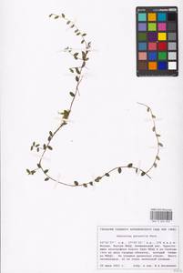 Vaccinium oxycoccos L., Eastern Europe, Moscow region (E4a) (Russia)