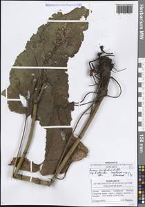 Rumex confertus Willd., Eastern Europe, Middle Volga region (E8) (Russia)