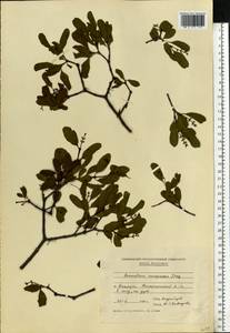 Loranthus europaeus Jacq., Eastern Europe, Moldova (E13a) (Moldova)