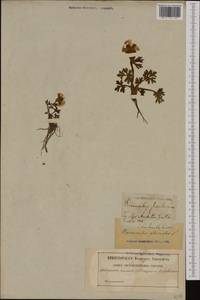 Ranunculus glacialis L., Western Europe (EUR) (Sweden)