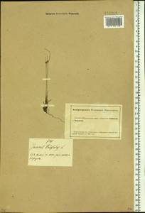 Oreojuncus trifidus (L.) Záv. Drábk. & Kirschner, Siberia, Altai & Sayany Mountains (S2) (Russia)