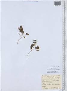 Chrozophora sabulosa Kar. & Kir., Middle Asia, Karakum (M6) (Turkmenistan)