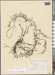 Callitriche hermaphroditica L., Eastern Europe, Central forest region (E5) (Russia)