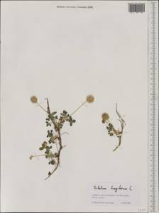 Trifolium fragiferum L., Western Europe (EUR) (Greece)