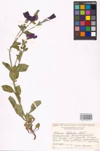 Petunia ×atkinsiana D. Don ex Loudon, Eastern Europe, Moscow region (E4a) (Russia)