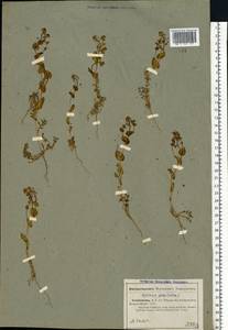 Lepidium perfoliatum L., Middle Asia, Caspian Ustyurt & Northern Aralia (M8) (Kazakhstan)