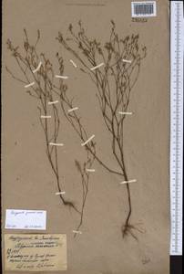 Polygonum arenarium subsp. arenarium, Middle Asia, Northern & Central Kazakhstan (M10) (Kazakhstan)