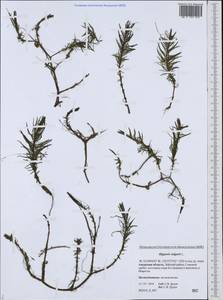 Hippuris vulgaris L., Siberia, Russian Far East (S6) (Russia)