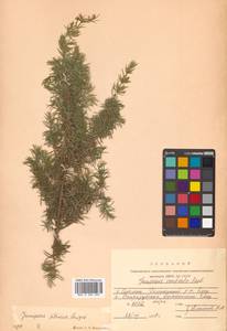 Juniperus communis var. saxatilis Pall., Siberia, Russian Far East (S6) (Russia)
