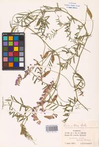 Vicia villosa Roth, Eastern Europe, Lower Volga region (E9) (Russia)