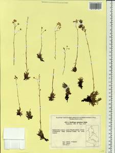 Saxifraga bronchialis subsp. bronchialis, Siberia, Russian Far East (S6) (Russia)