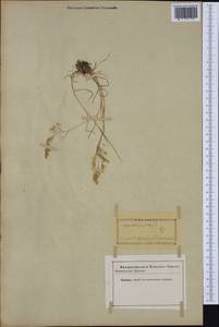 Agrostis pourretii Willd., Western Europe (EUR) (Not classified)