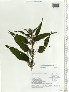 Urtica dioica subsp. pubescens (Ledeb.) Domin, Eastern Europe, Central region (E4) (Russia)