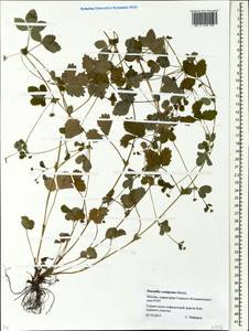 Potentilla centigrana Maxim., Eastern Europe, Moscow region (E4a) (Russia)