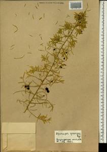 Asparagus aethiopicus L., Africa (AFR) (Senegal)
