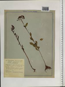 Hylotelephium telephium subsp. telephium, Siberia, Russian Far East (S6) (Russia)