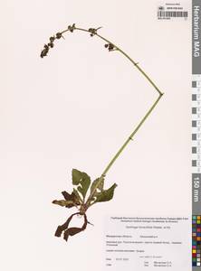 Micranthes hieraciifolia (Waldst. & Kit.) Haw., Siberia, Chukotka & Kamchatka (S7) (Russia)