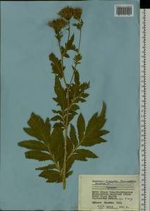 Serratula, Siberia, Altai & Sayany Mountains (S2) (Russia)