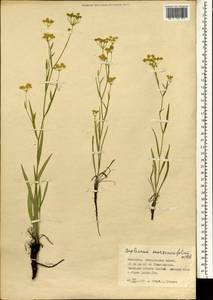 Bupleurum scorzonerifolium Willd., Mongolia (MONG) (Mongolia)