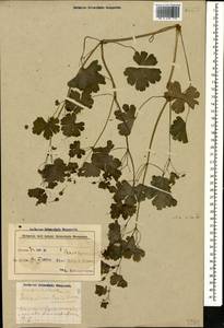 Geranium lucidum L., Caucasus, Azerbaijan (K6) (Azerbaijan)