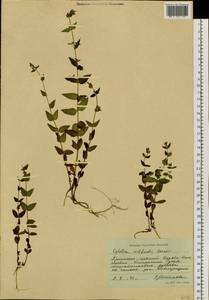 Swertia tetrapetala var. wilfordii (A.Kern.) T.N.Ho, Siberia, Russian Far East (S6) (Russia)