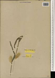 Lagurus ovatus L., South Asia, South Asia (Asia outside ex-Soviet states and Mongolia) (ASIA) (Russia)