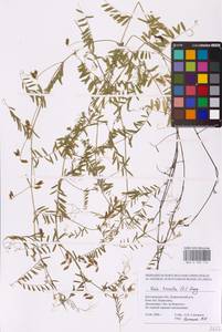 Vicia hirsuta (L.) Gray, Eastern Europe, Central forest-and-steppe region (E6) (Russia)