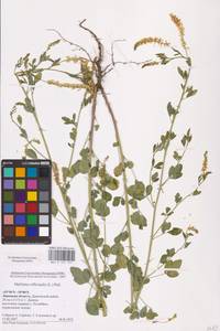 Melilotus officinalis (L.) Lam., Eastern Europe, Central forest-and-steppe region (E6) (Russia)