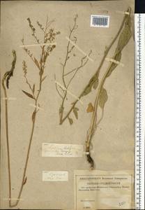 Lepidium latifolium L., Eastern Europe, Lower Volga region (E9) (Russia)