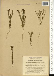 Diarthron vesiculosum (Fisch. & C. A. Mey.) C. A. Mey., Caucasus, Azerbaijan (K6) (Azerbaijan)