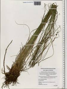Carex nigra (L.) Reichard, Eastern Europe, North-Western region (E2) (Russia)