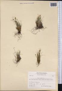 Carex nardina (Hornem.) Fr., America (AMER) (Greenland)