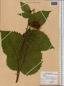 Telekia speciosa (Schreb.) Baumg., Eastern Europe, Central region (E4) (Russia)