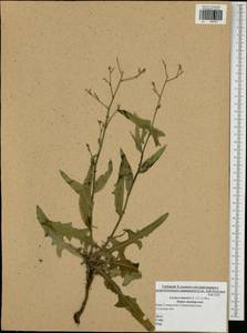 Lactuca tatarica (L.) C. A. Mey., Eastern Europe, Central region (E4) (Russia)